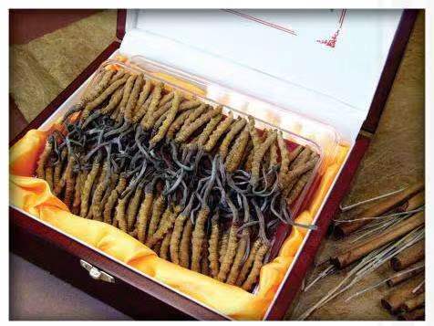 剑河冬虫夏草回收